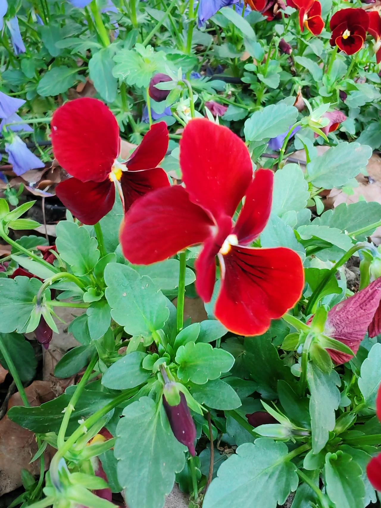 春日序章，从一朵红角堇开始。

热烈的红，撞碎了春日的温柔，风里都是生机的味道。