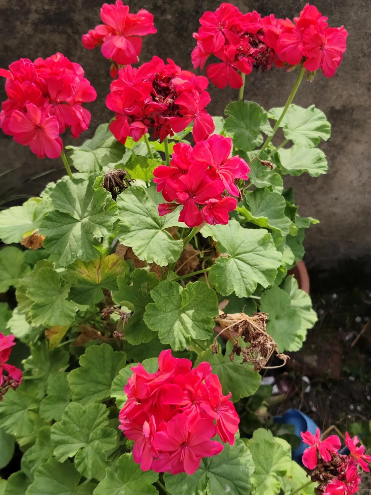 红色的天竺葵花。