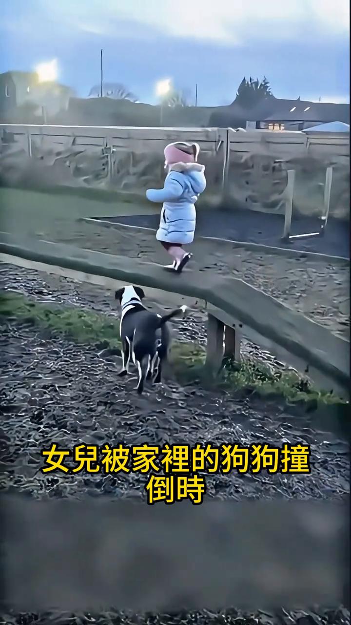 当这位爸爸意外拍到女儿被家里的狗狗撞倒时，他完全没想到女儿看到这段影片后的反应居