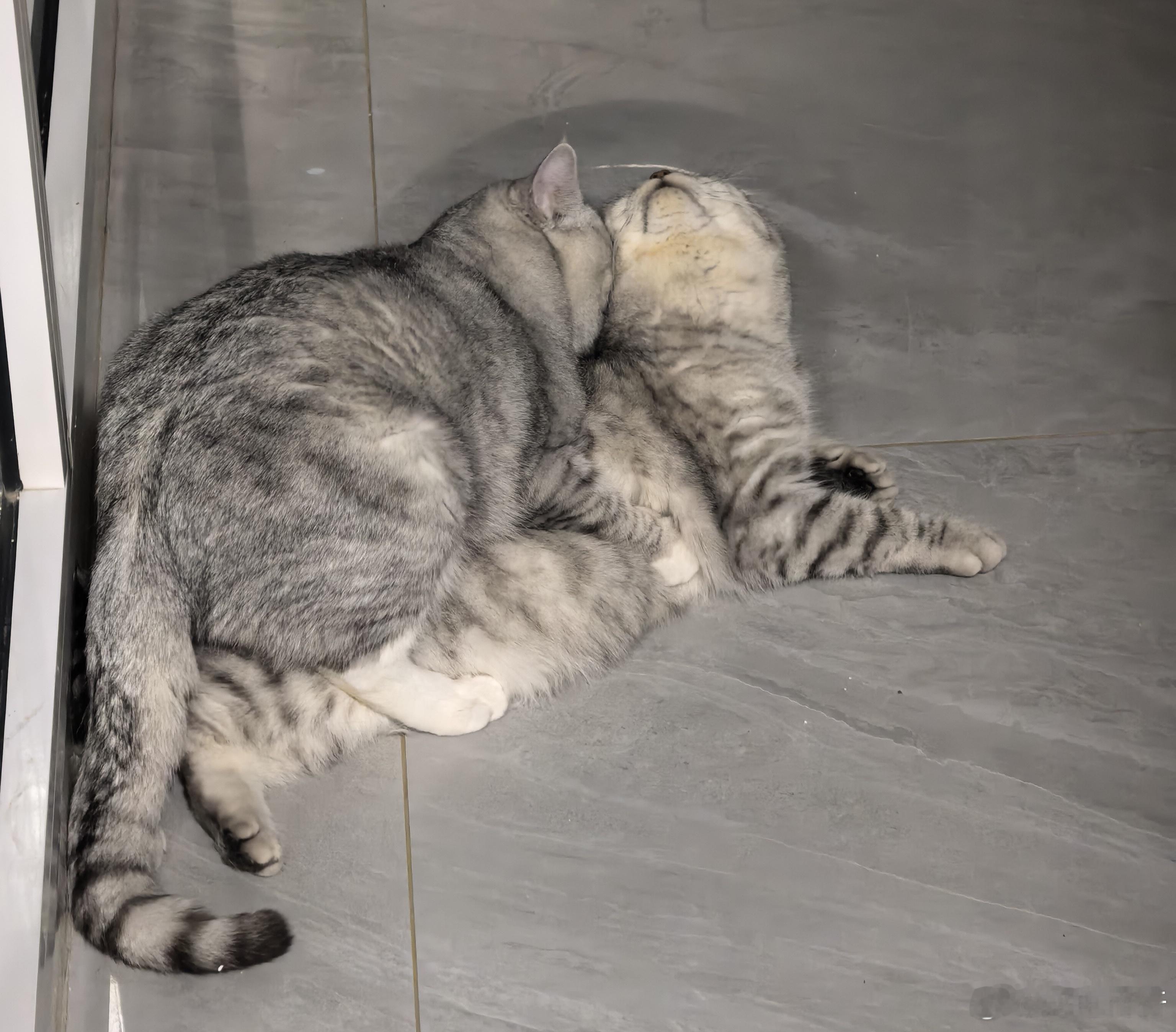 昨晚的猫片。。 猫   猫咪