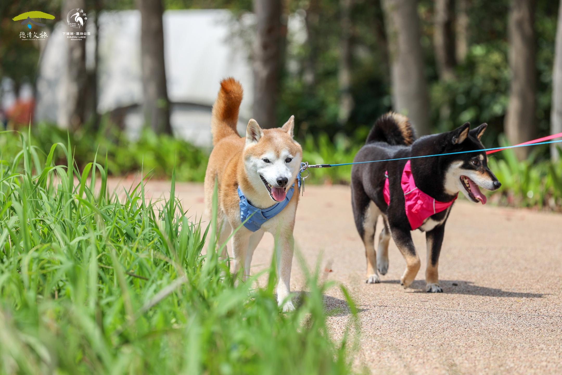 分享下渚湖·湿地公园清明假期最新热图！。一湖繁花💐 鹮鸟翩飞🪶 江...