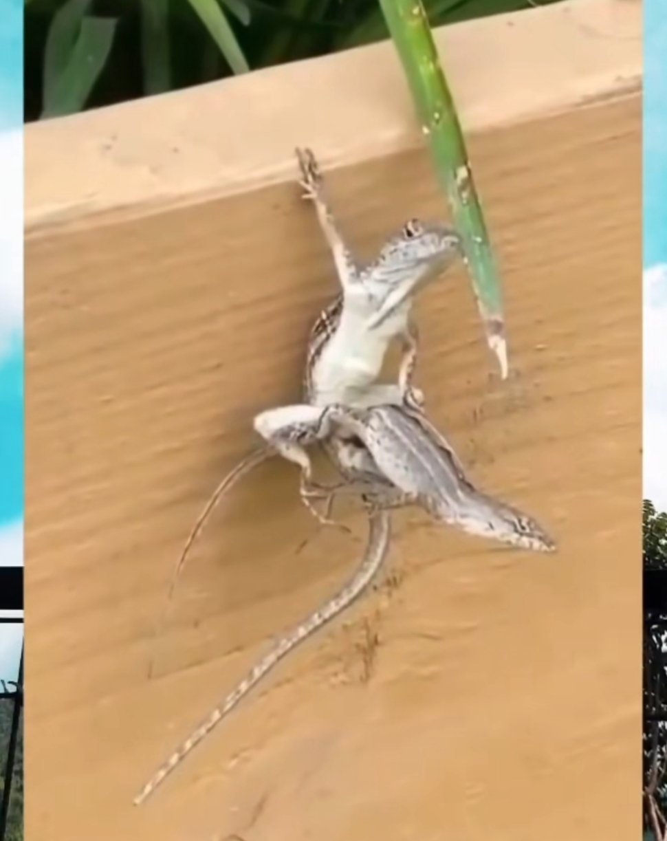 谁会 ​​​