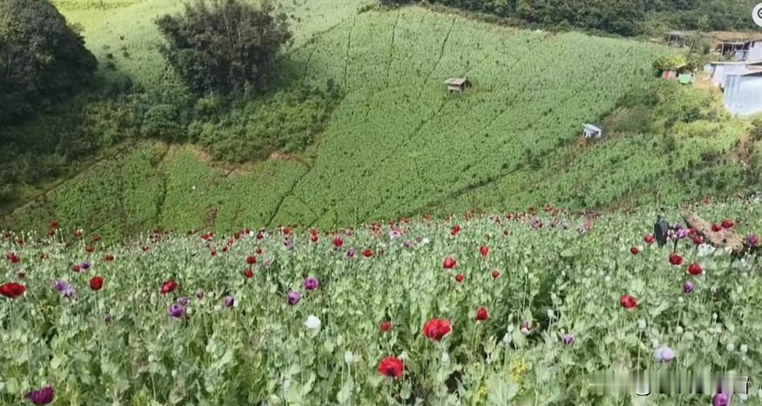 缅甸掸邦的罂粟田失控了！

数十万亩罂粟田，在缅甸掸邦区域，盛开着花朵。这里是多