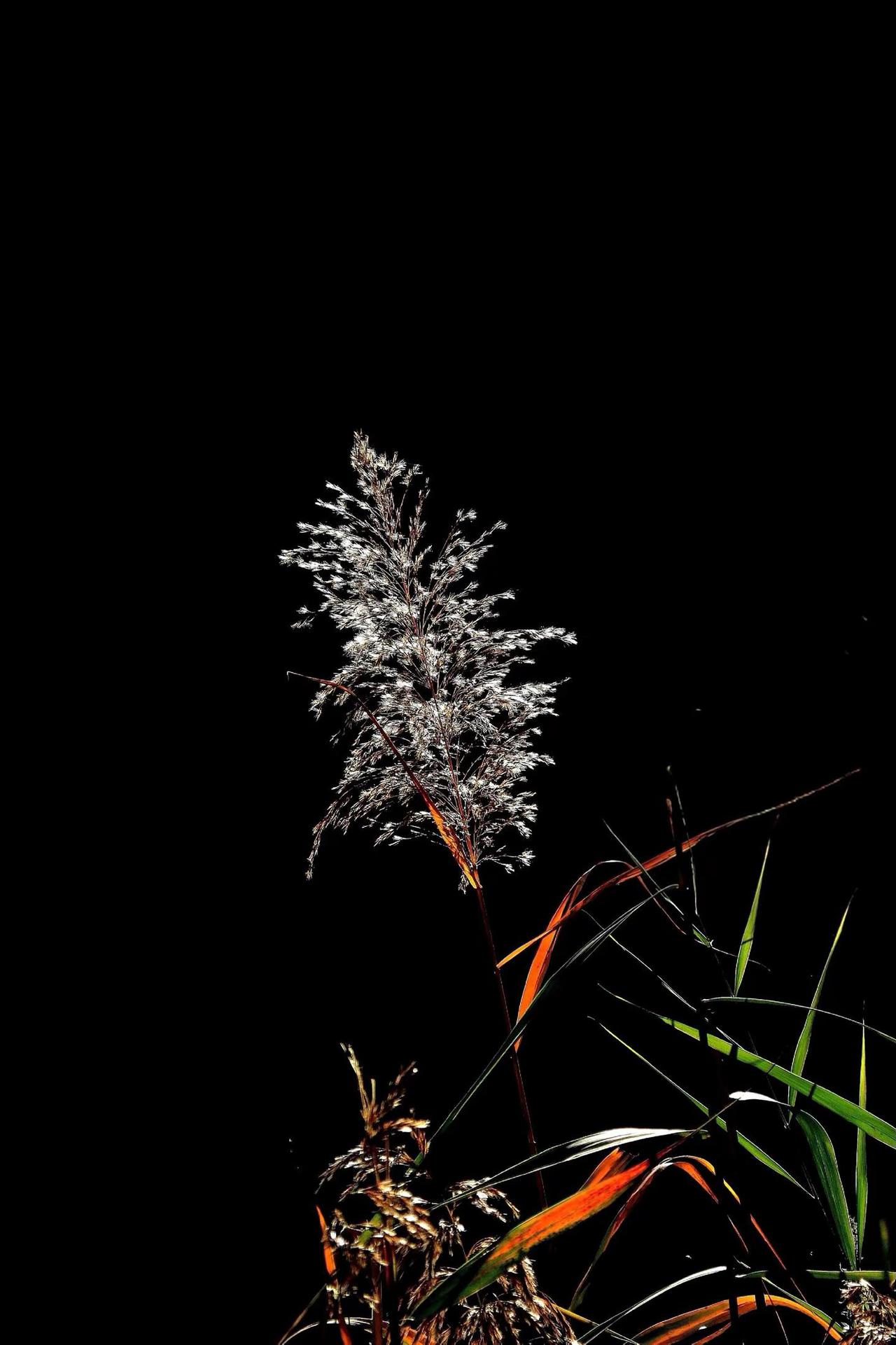 芦花绽放。什么都可以拍，拍了就开心。有和我一样的吗？