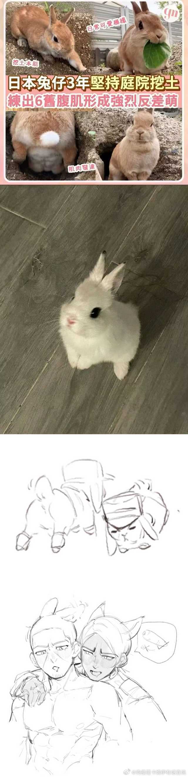 5158【♿️】家产狐兔概念 