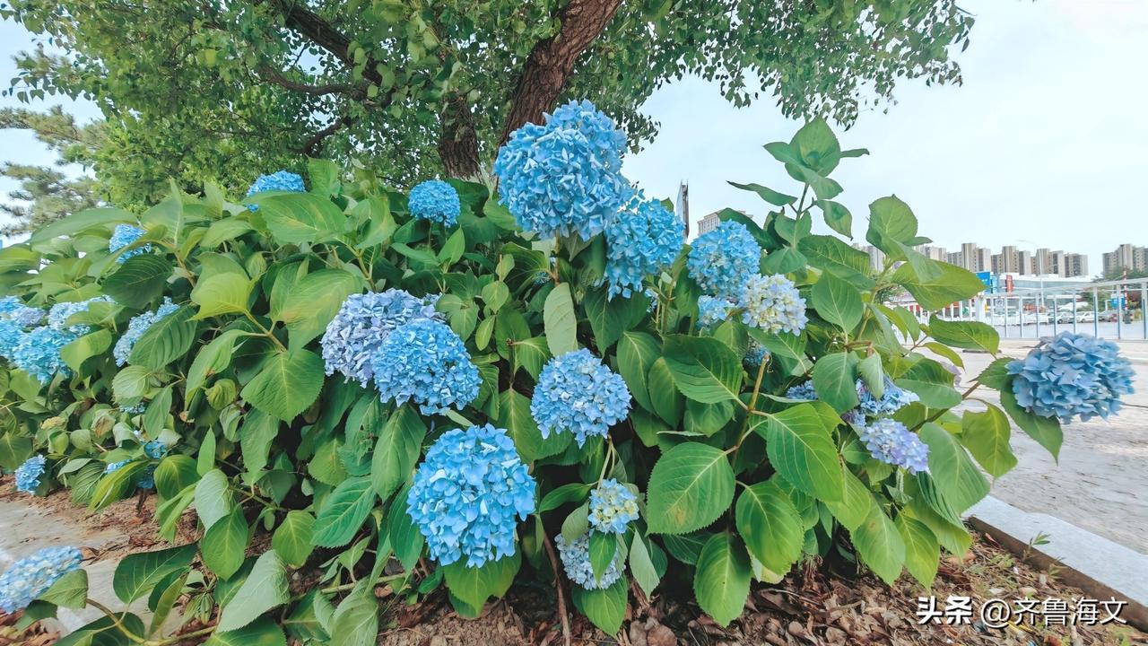 晒图笔记大赛这五彩缤纷的无尽夏，不似莲花那般清冷独立，它们是热闹的、慷慨的，一团