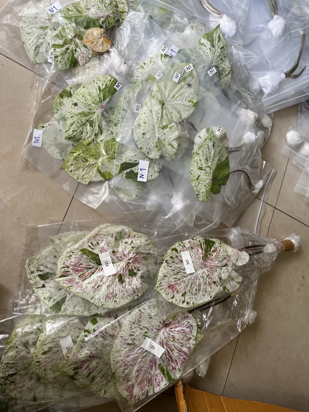 薄荷糖大小对比