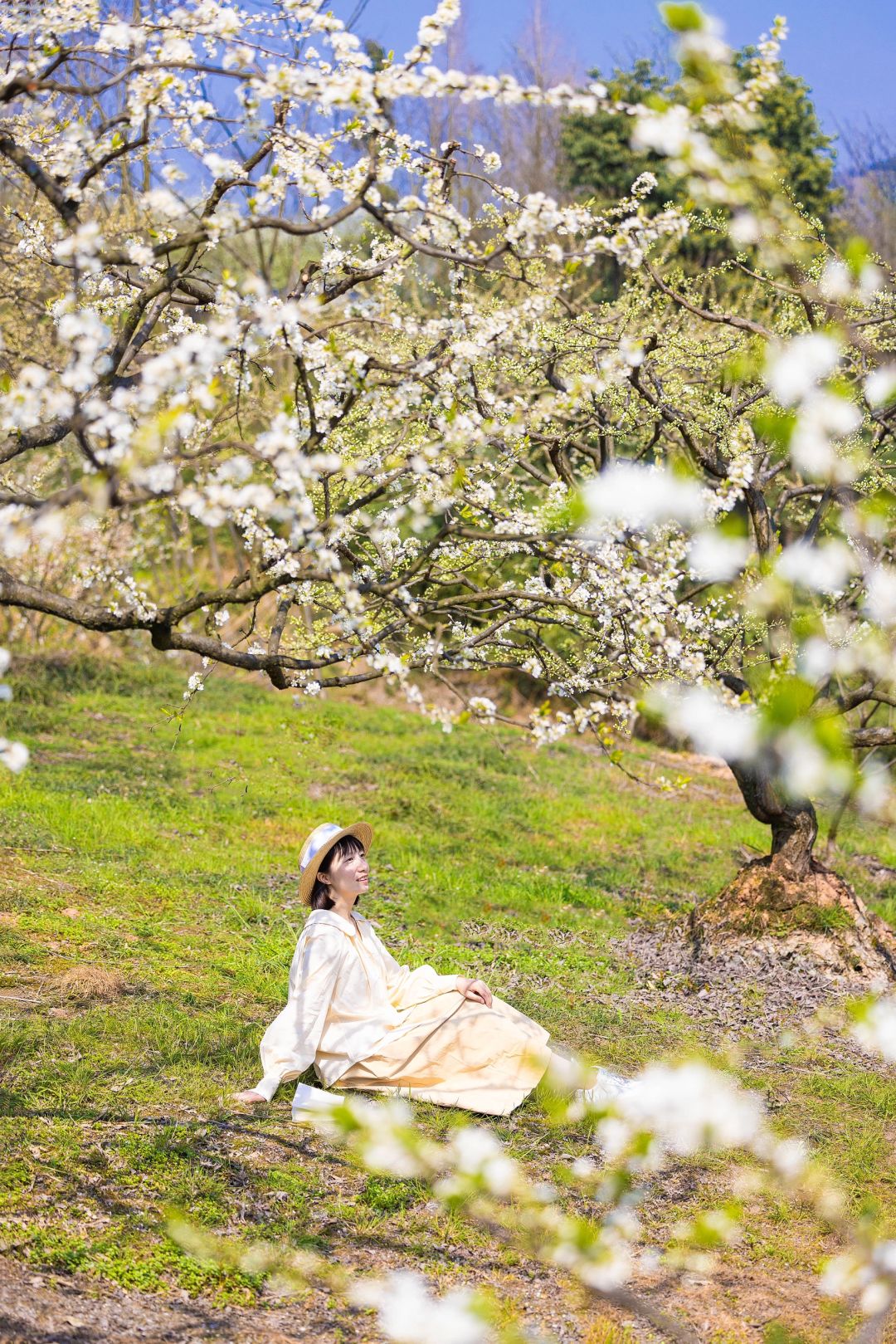 3月21日实拍‼️这里漫山遍野的花都开好啦✅