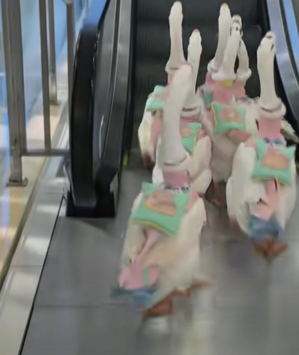 丫丫装扮一流可爱的鸭子宠物呀超会穿.