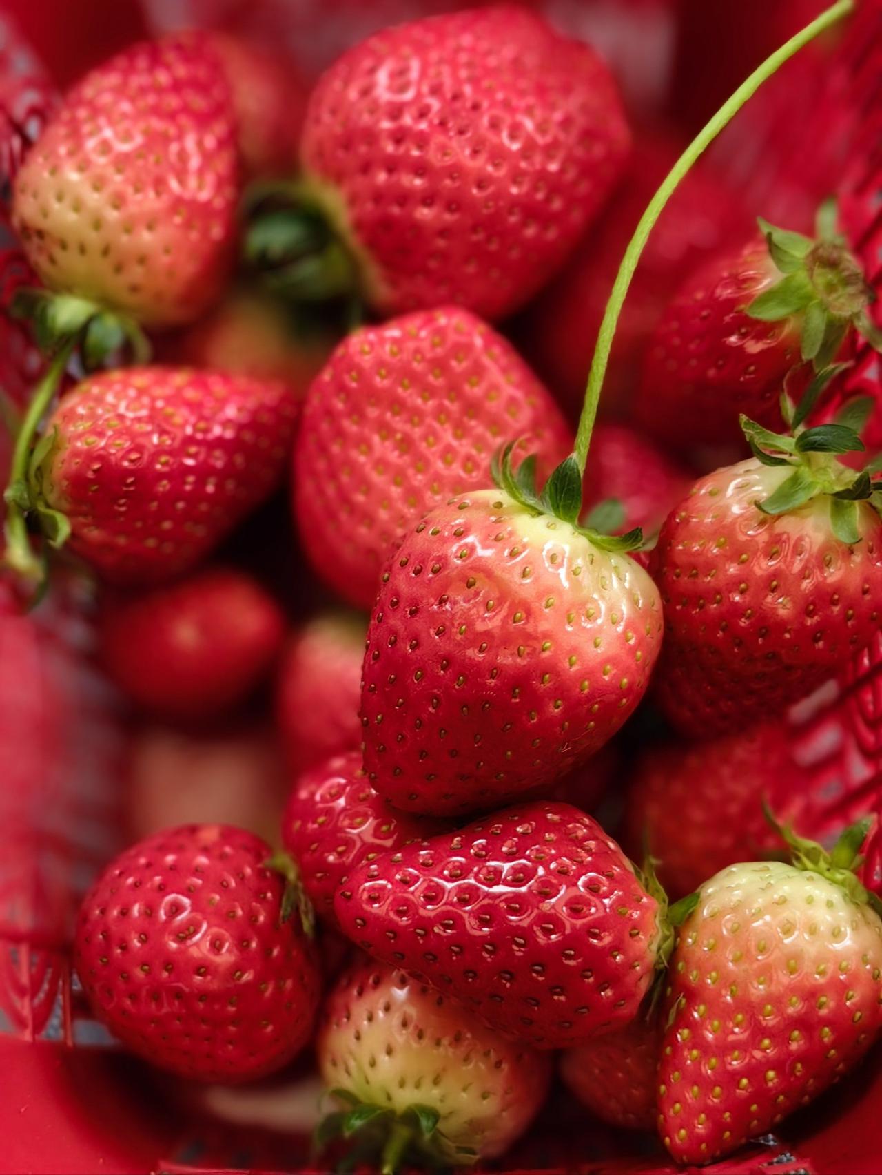 又是一年春风劲，又是一阵草莓香。没有甜甜的文案，只有甜甜的草莓，开启甜甜的一年希