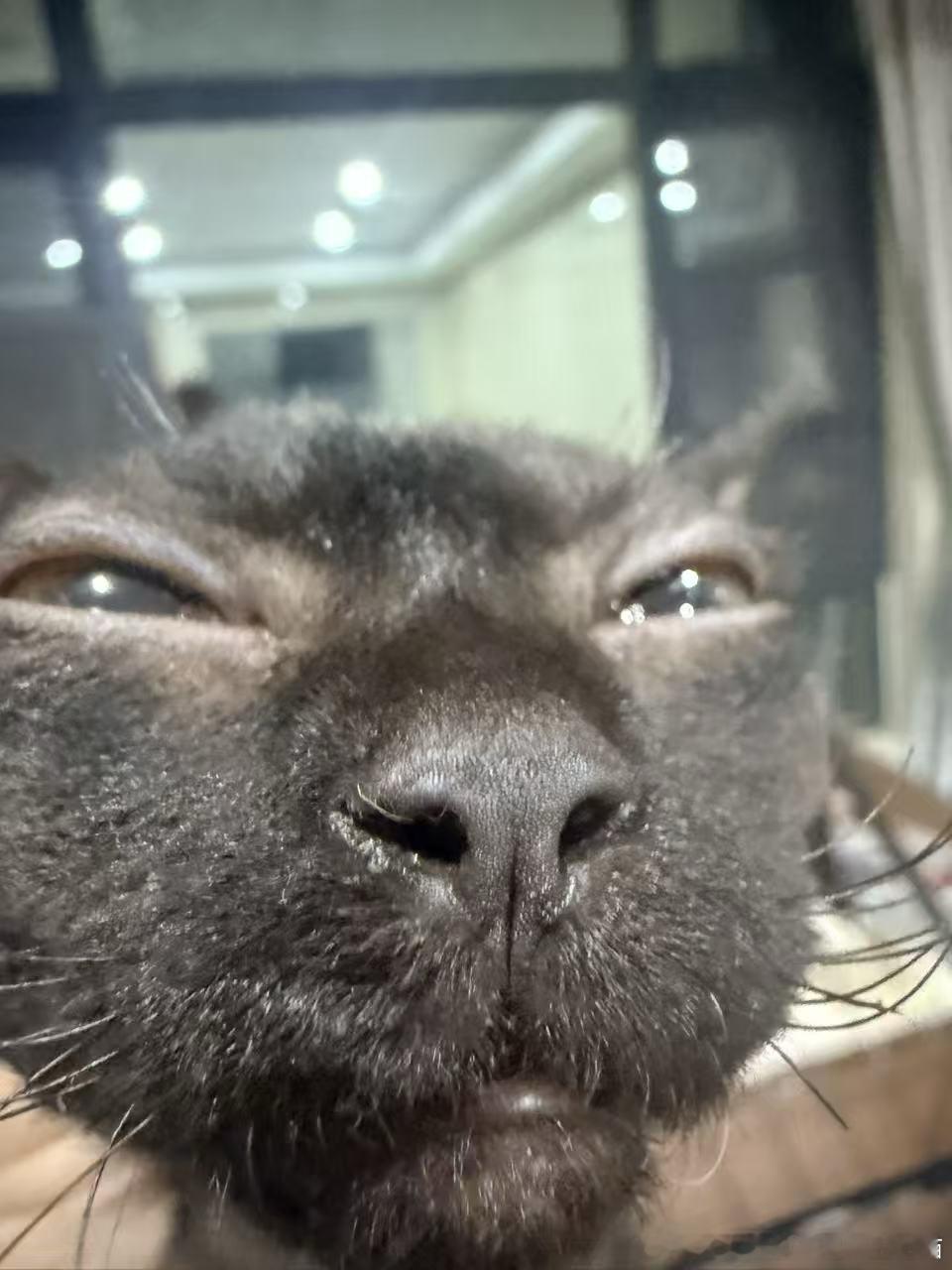 49384【丑猫】有感觉吗