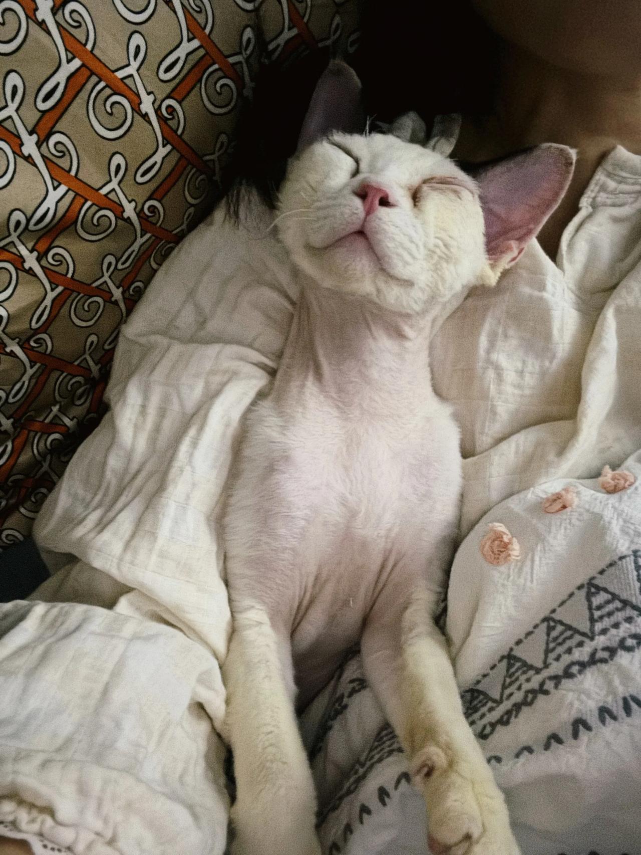 谁半夜睡醒不得吓一跳🤣？！
猫咪