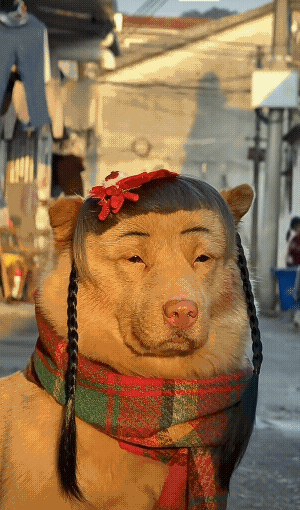 2026年，面对复杂多变的世界局势，希望每个人都能像它一样，自信坦然面对！

把