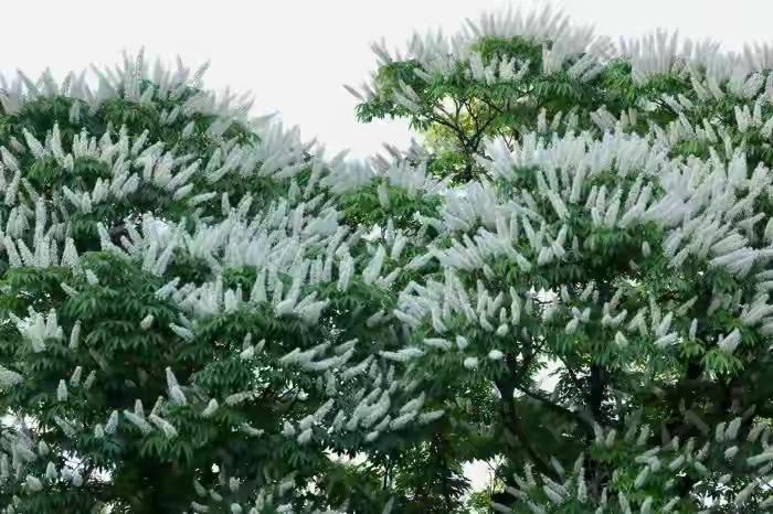北京300年的菩提古树花开如雪，yin无数人驻足观赏，不由得想起原来佛祖就是在菩