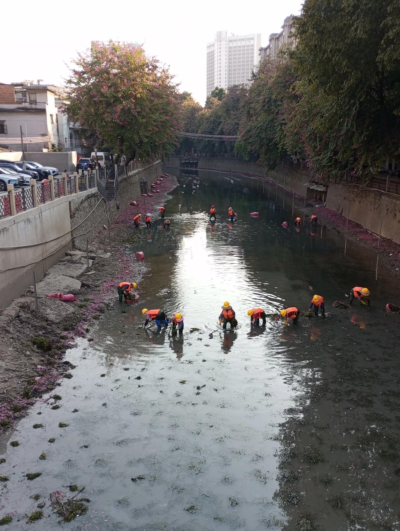 今日，海珠涌瑶溪段‘进行水生态修复种水草’，有助生态平衡绿美羊城，以水美城，建造