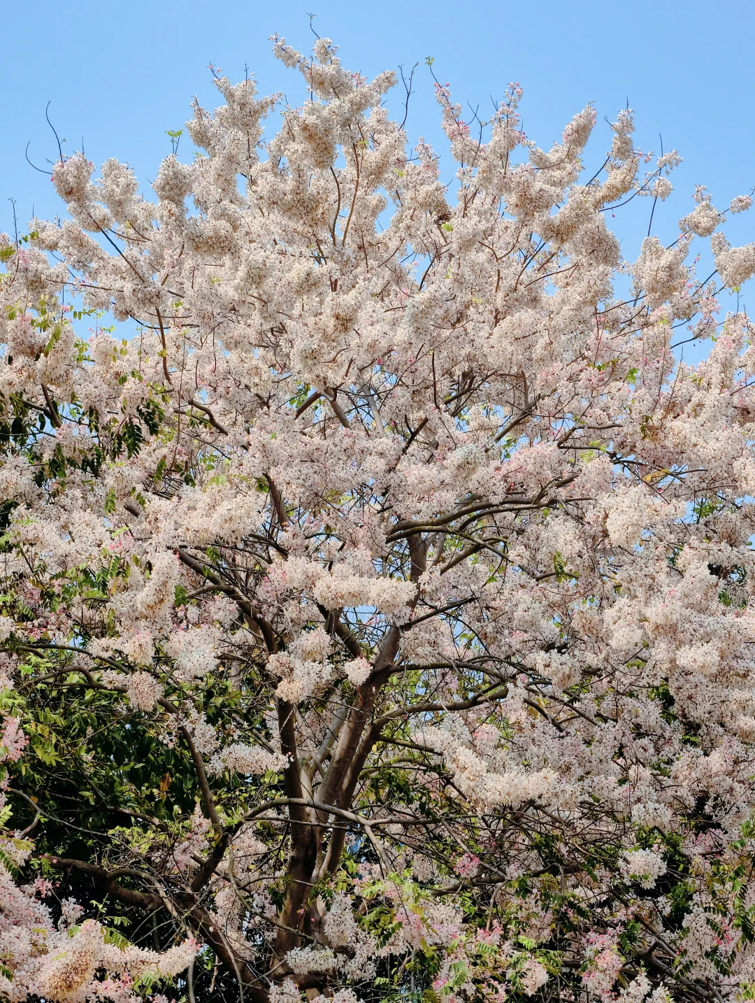 深圳湾公园🌸这棵花旗木之王开爆了