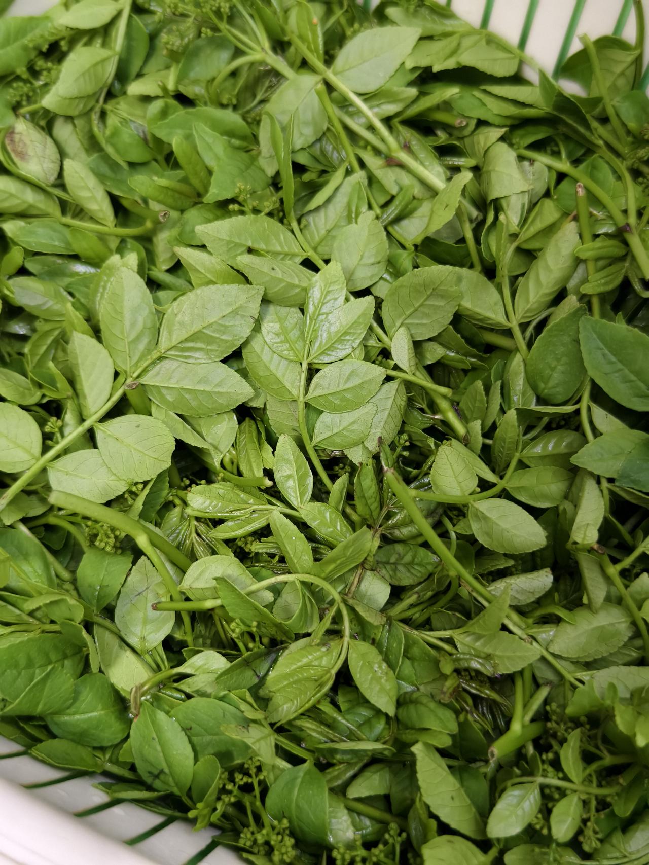 花椒芽，猜猜怎么吃？[笑]