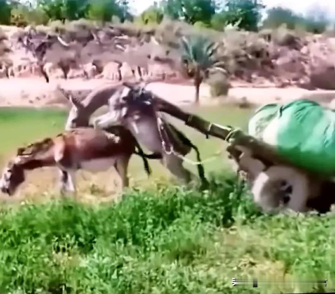 现在很多人看似努力工作！其实是一个披着人皮过着不如驴的生活。#用一句话来评价自己