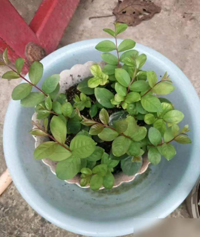 入伏后，赶紧“扦插”10种花，沾土生根，简单