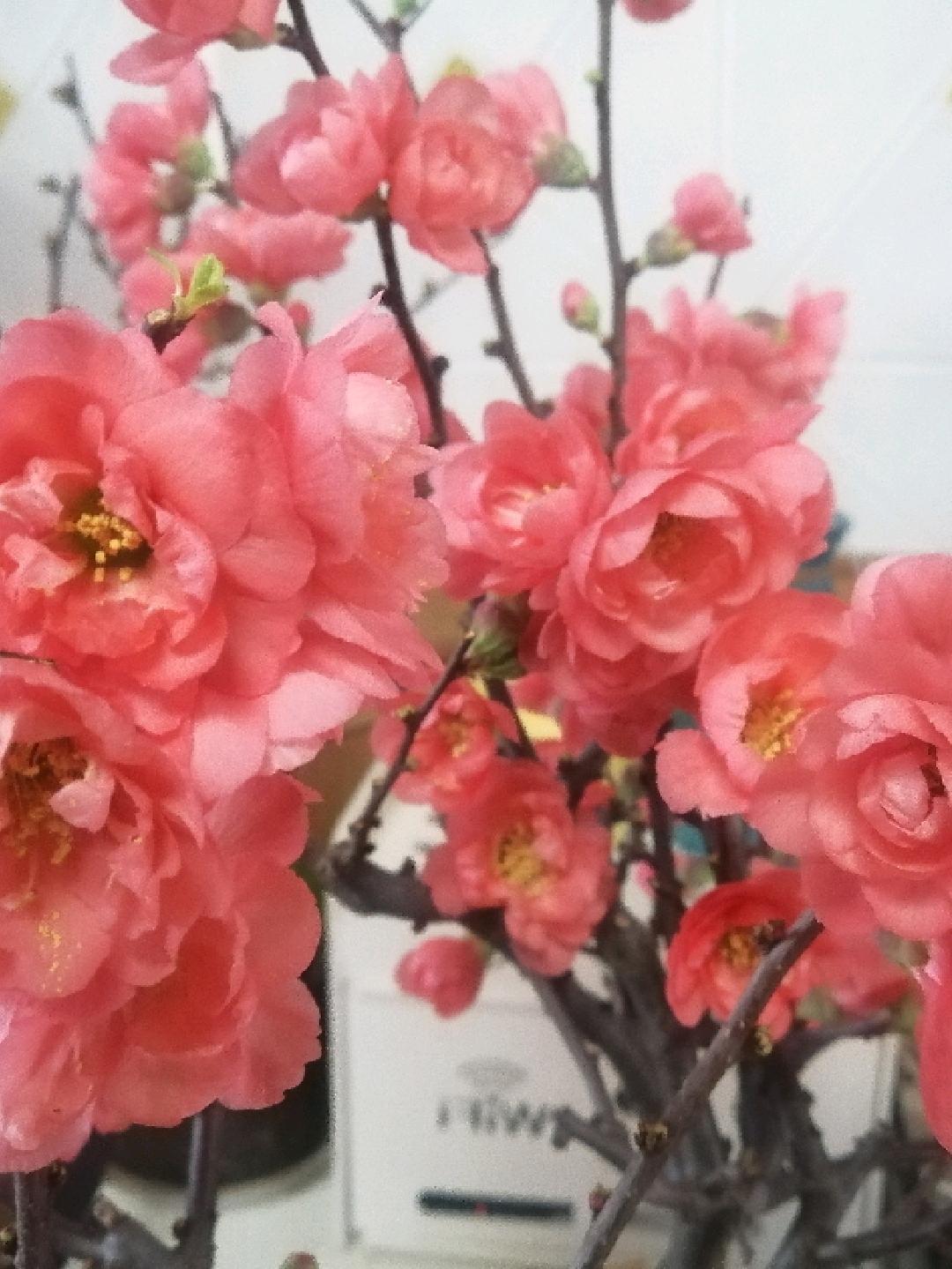 此照片为重瓣贴梗海棠（长寿冠海棠），属于木瓜海棠的园艺栽培品种，它的核心特征是花