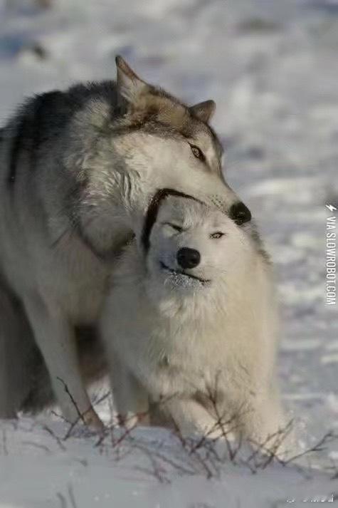 特别喜欢狼的爱人方式，咬你嘴筒子！ 