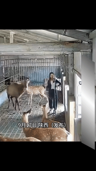 女子在鹿圈直播挣流量，
没想到被发情公鹿顶在墙上，
鹿：看你还开不开美颜…