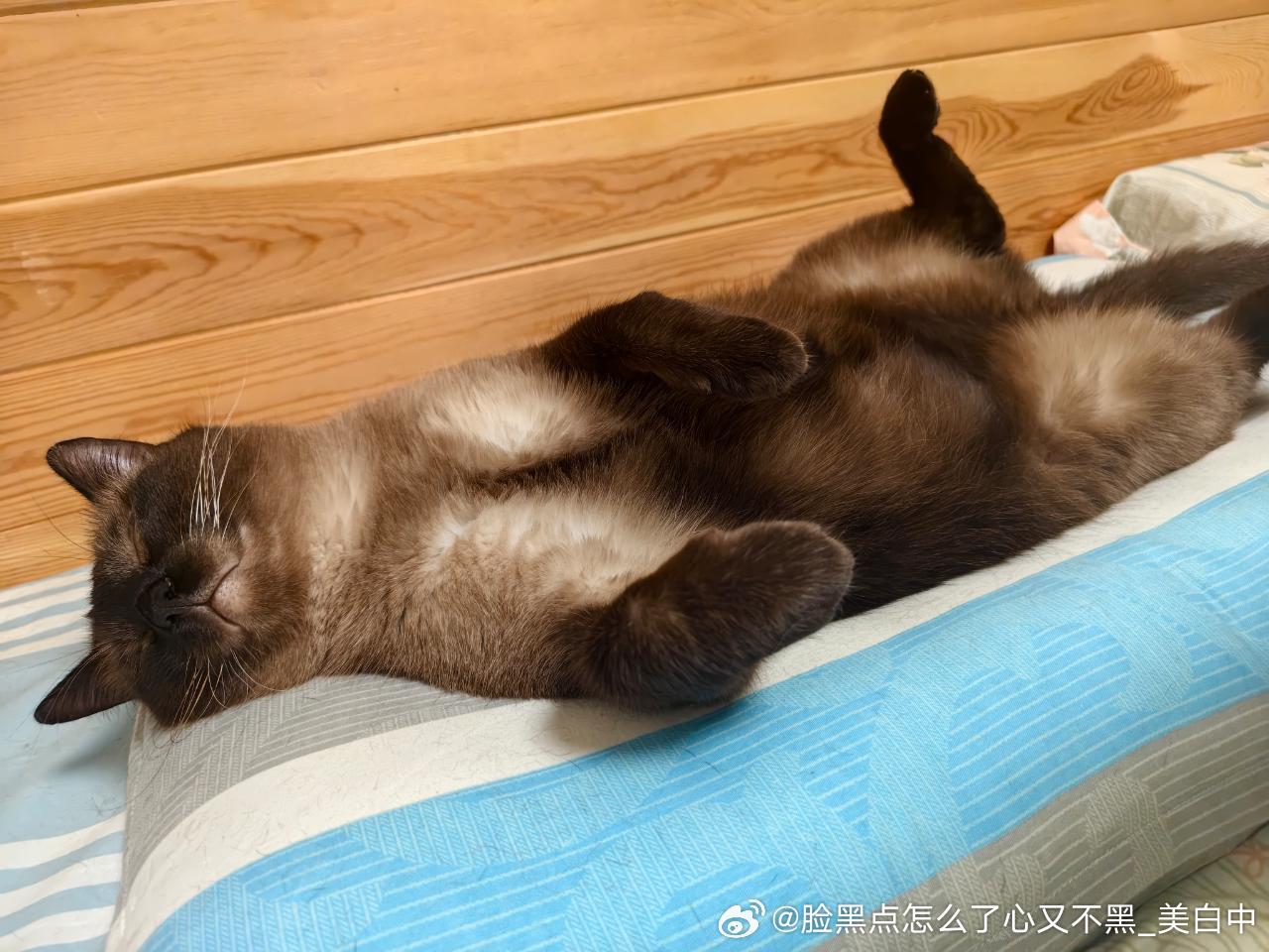晚安逼罗