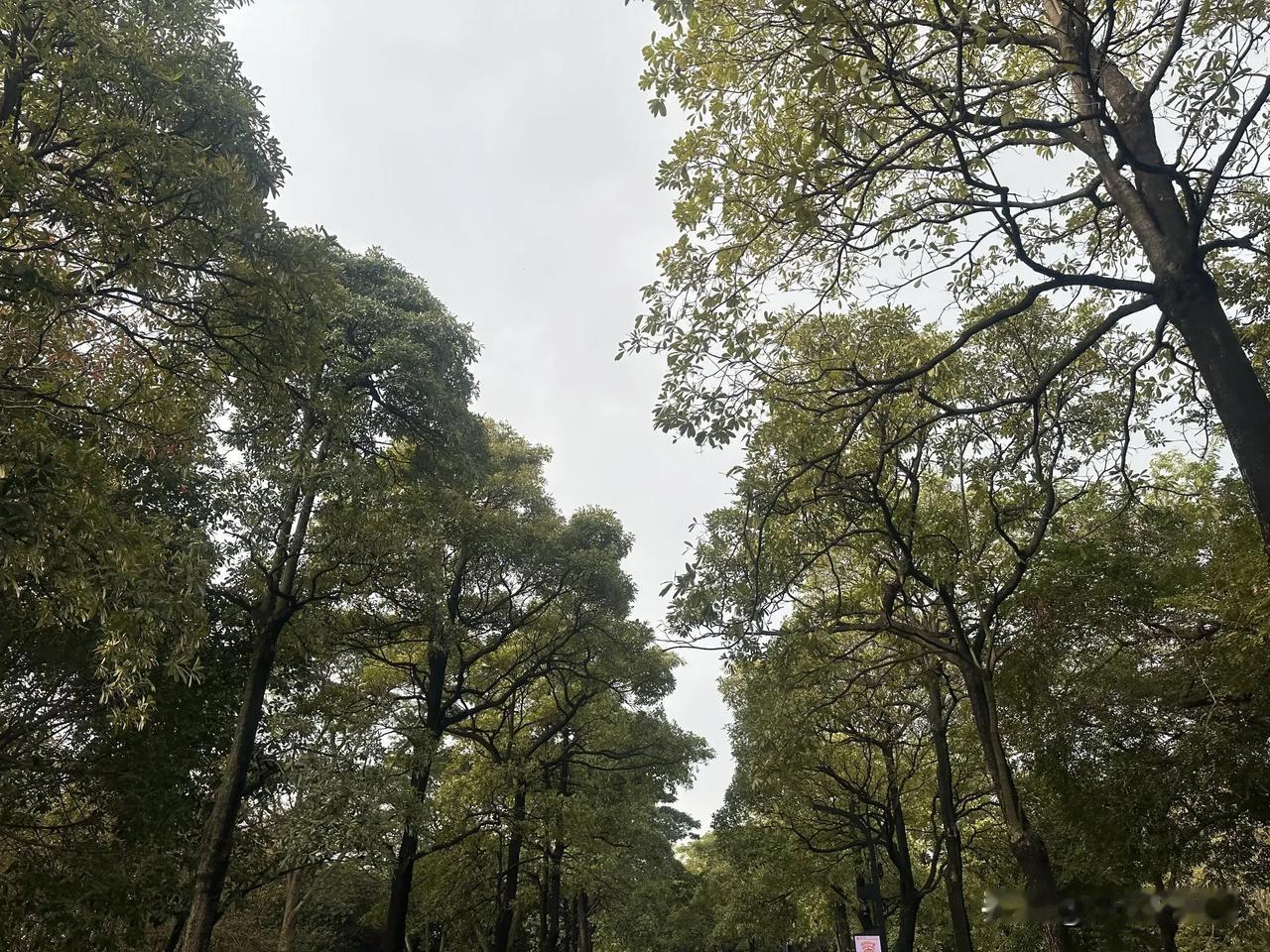 我觉得父母比较亲，可能是因为我从小就有个温馨的家庭吧。

父母陪我长大，他们给我