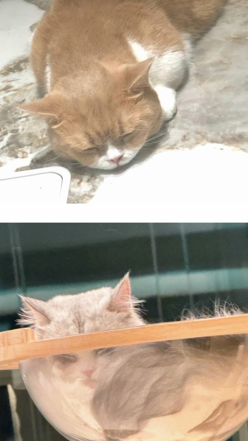 果然🐷咪是会养🐷的，连🐱也🐷里🐷气的 