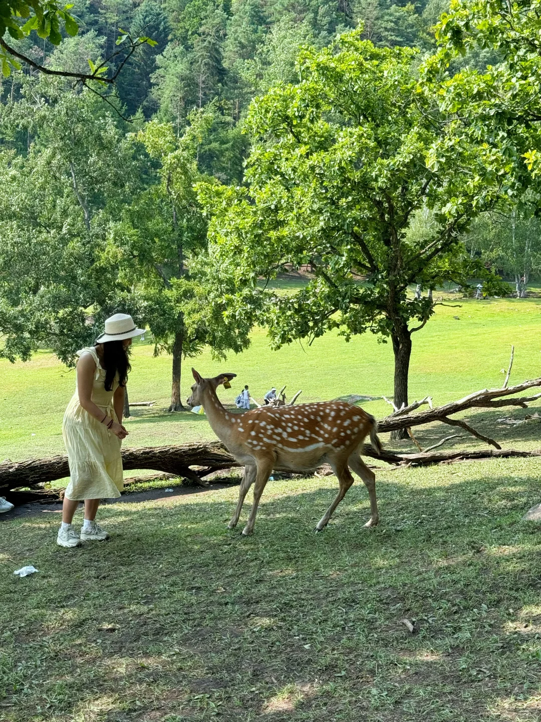 伊春是伊春，奈良是奈良。