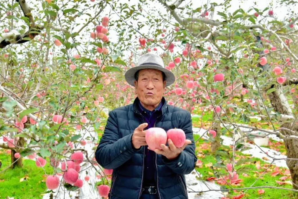 #旅游随手拍秋色# 当枫叶遇见马栏红！马栏红果遍旬邑！最佳苹果优生区的旬邑县，是