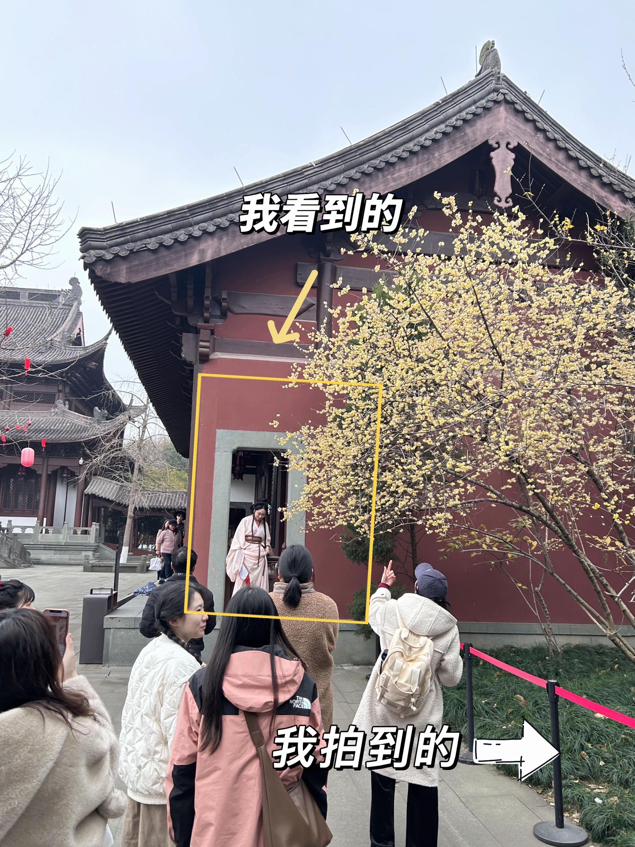 杭州腊梅｜我看到的VS我拍到的。本期分享红墙腊梅调色思路！ 核心思路...