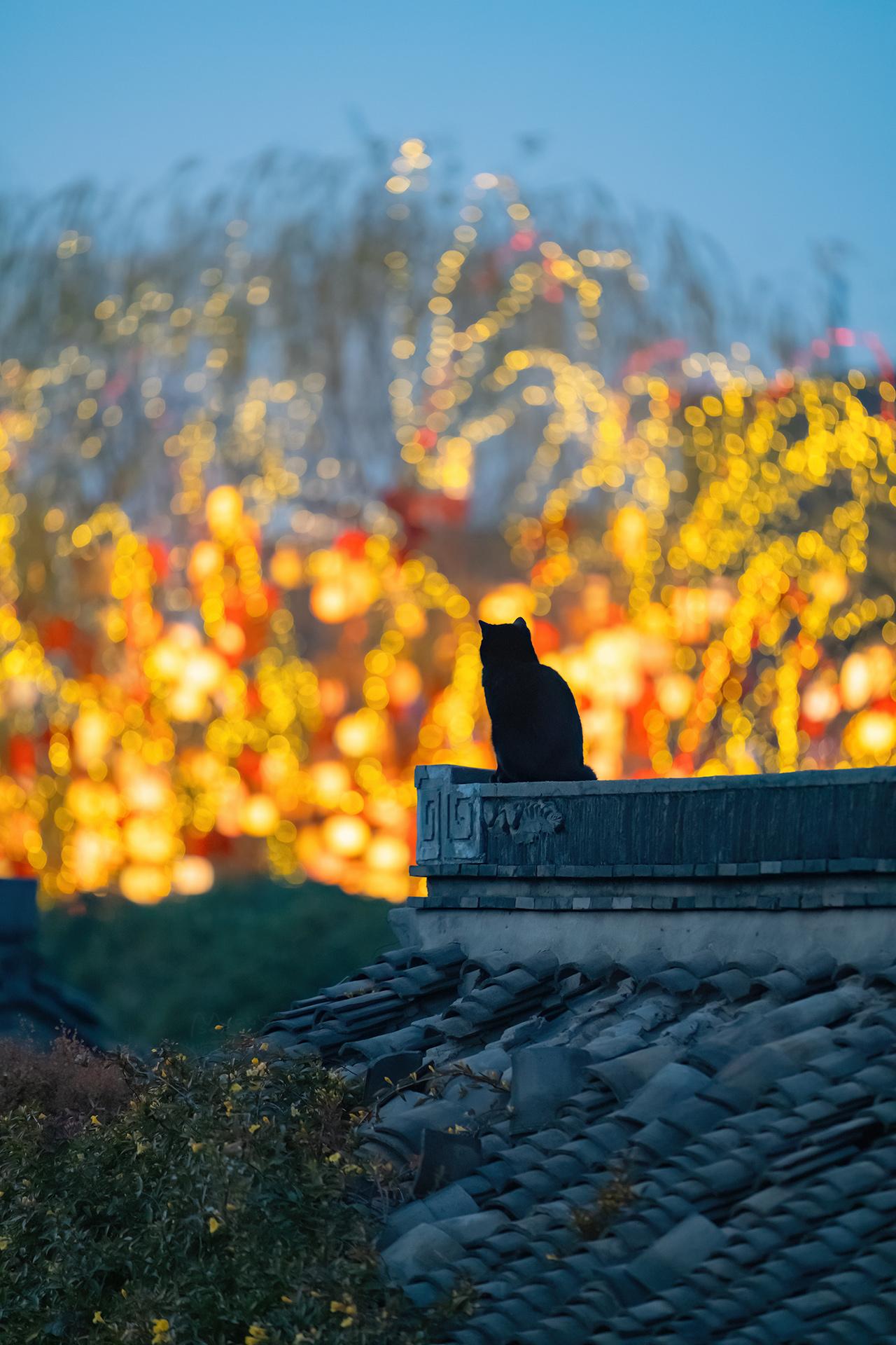 终于拍到火树银花里的喵星人。今天是元宵节，先祝大家节日快乐，阖家团圆。...
