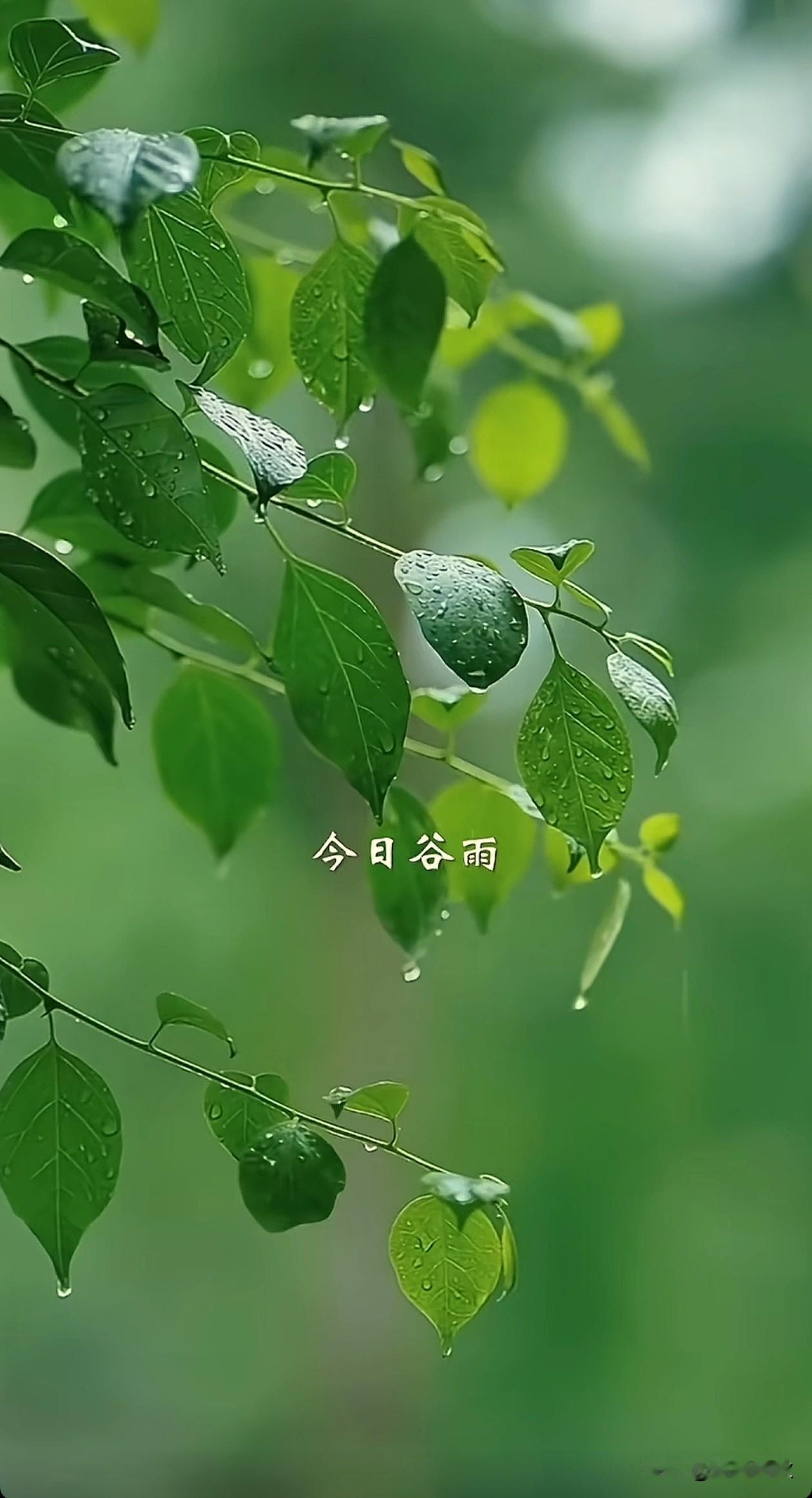 谷雨过后再无寒，
人间芳菲已向暖。

今日谷雨，
播种的是希望，
收获的是幸福，