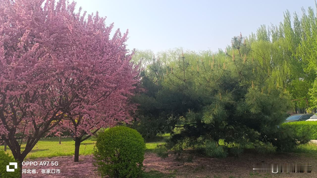 桃花一般在3月下旬4月上旬开。那压满枝头，粉都都的花苞好像害羞的少女一样，低垂着