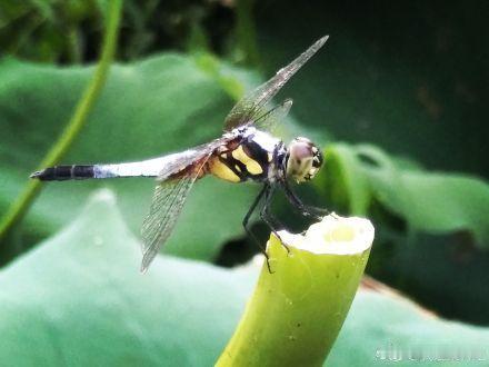 武汉几处规模较大赏荷的去处：东湖荷花园、中科院武汉植物园、沙湖公园、月湖公园。 