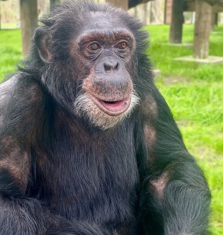 【迈克尔杰克逊收养猩猩43岁 前动物明星“退休”后生活被曝光】在已故美国歌手迈克