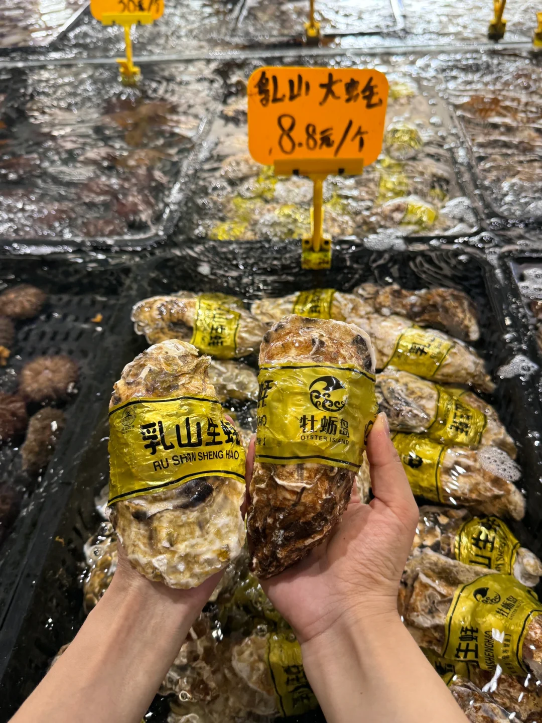 成都的…白家市场的海鲜平价市集8.8r大生蚝