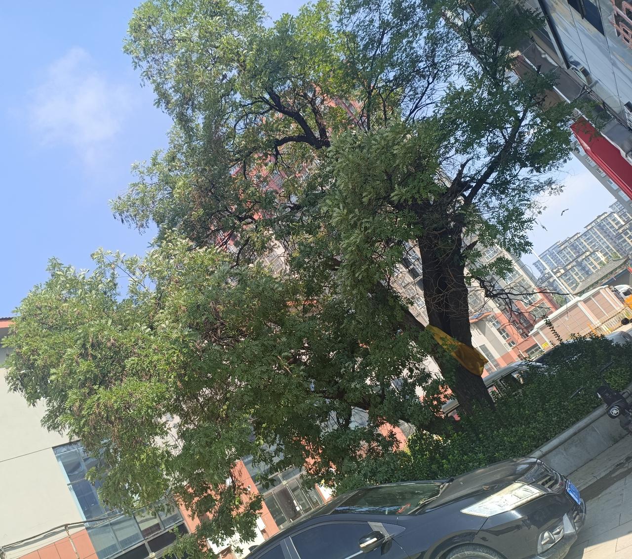 曹县人为什么把“水”读成“fei”？
今天上午，陪同马金凤大师楼弟子谢彦巧到曹县