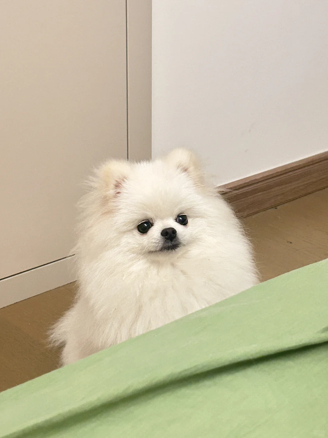谁懂我的小狗长得就很善良