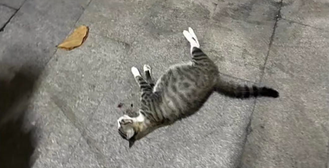 #高校通报物业人员驱赶流浪猫致死# 【#高校物业被指驱赶怀孕流浪猫致死# 校方：