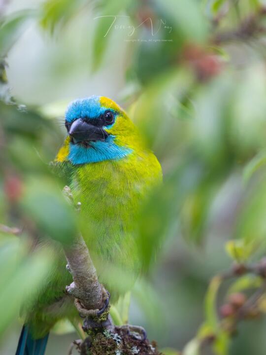 婆罗洲限定的蓝绿塑料玩具🐦