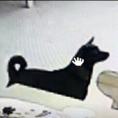 每次看到网友发自家猫猫狗狗照片我就这样 