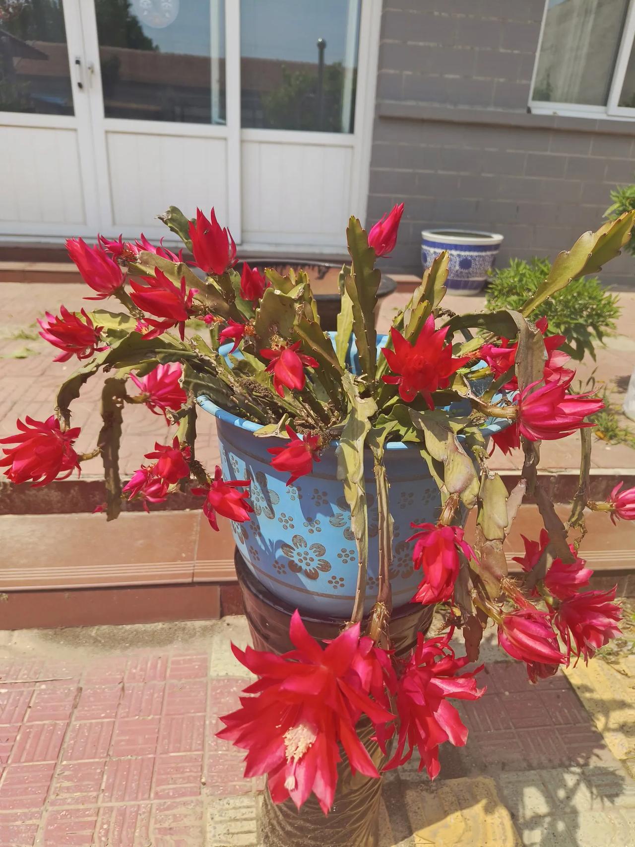令箭花