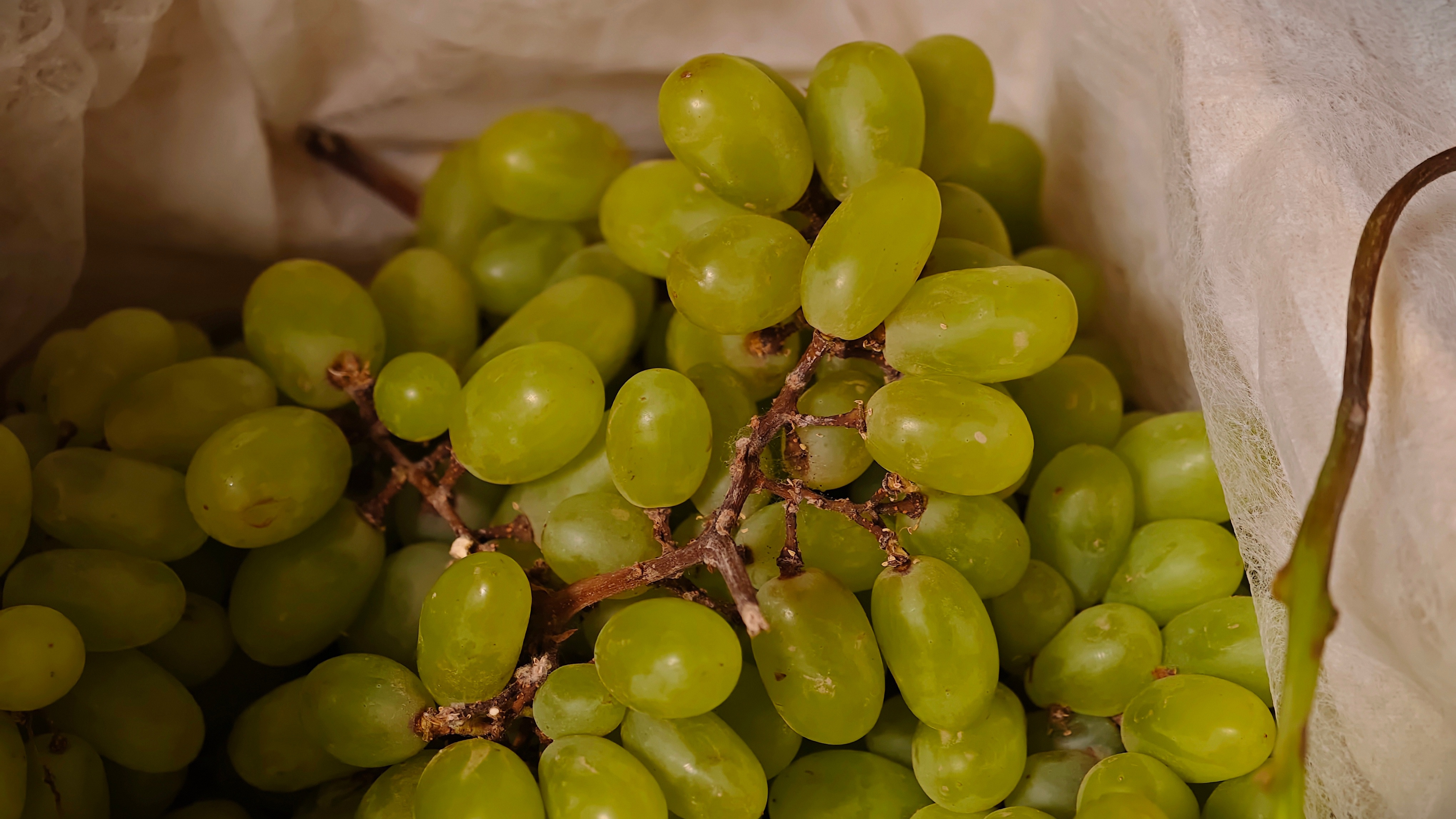 睡得不早，醒得早，不困。吃了一串小蜜蜂葡萄，泡了一点绿茶，早餐不着急。过去一小时