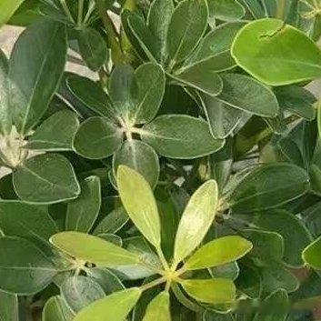 种植 🍃鸭脚木小苗的养护方法，包括种植条件、养护管理以及繁殖方法1.种植条件（