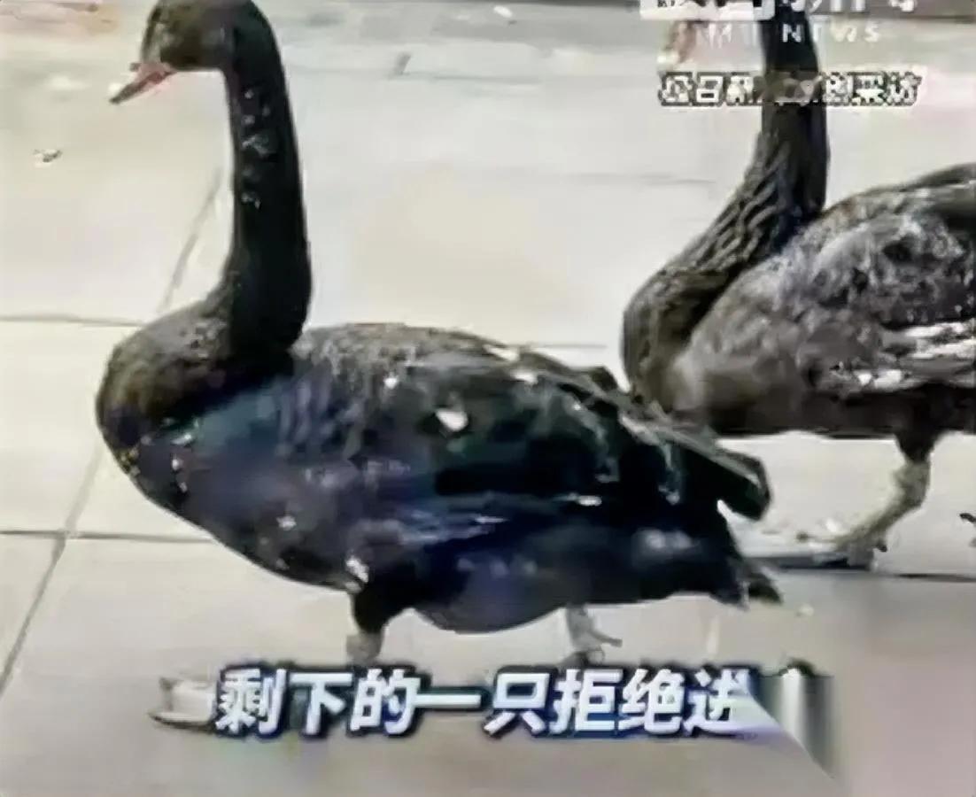 大连惊现偷鹅贼！

跨年夜干这事太缺德

儿童公园的黑天鹅遭了殃！一男子跨年夜前