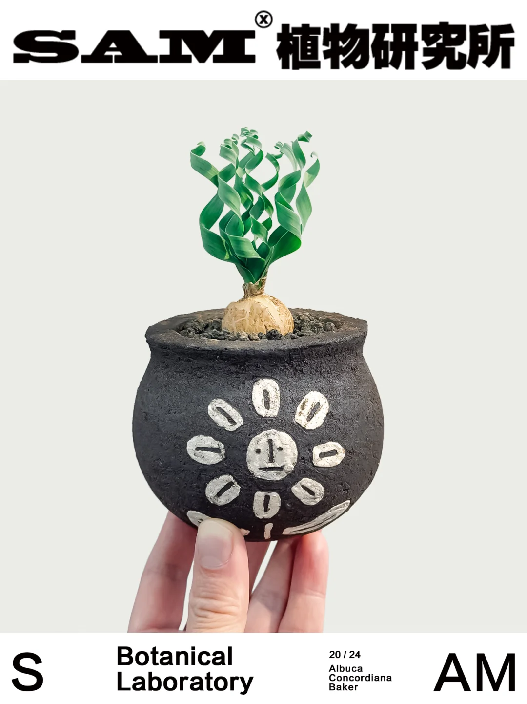 宽叶弹簧草｜Albuca Concordiana Baker