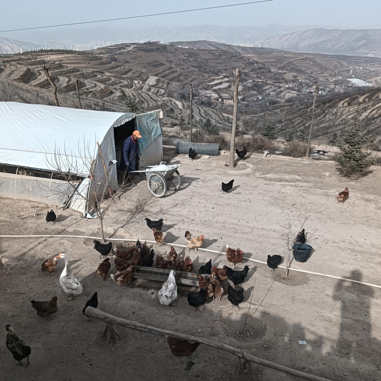 过年去了乡里，儿子很兴奋，逮着我去看动物，好似进入动物园，不同的是能和动物互动。