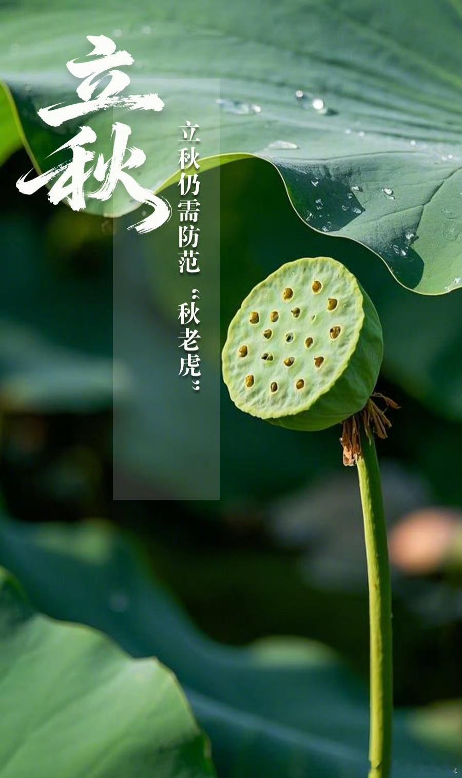 今日立秋，再抗过最后一波秋老虎，就要凉爽起来了立秋